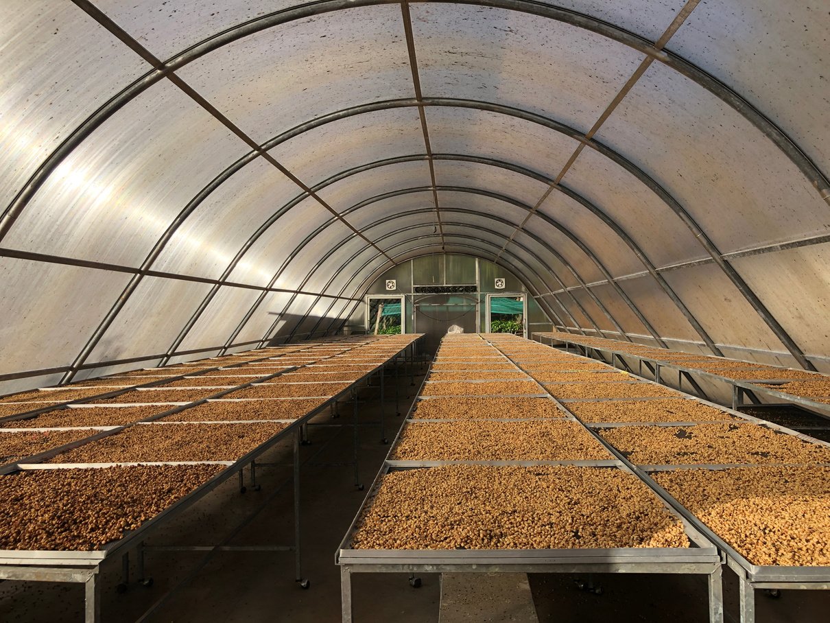 Drying coffee bean. Coffee Solar Drying Plant Greenhouse.