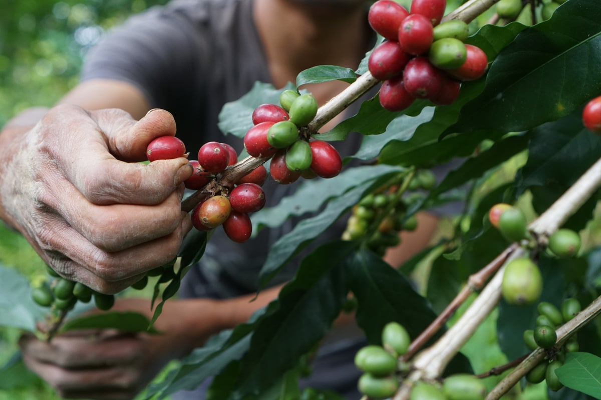 coffee picking process